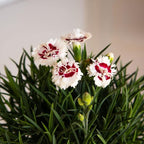 Scent First® Coconut Surprise Dianthus, 2.5 Quart, White Flowering Live Perennial Plant - Fragrant Groundcover