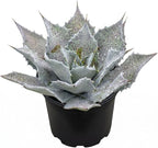 Mangave 'Sponge Paint', 1.5" Plug - Live Succulent Plant, Agave Like Rosette, Low Maintenance Indoor Outdoor Plant for Home Garden Decor, Beginner-Friendly Live Plants