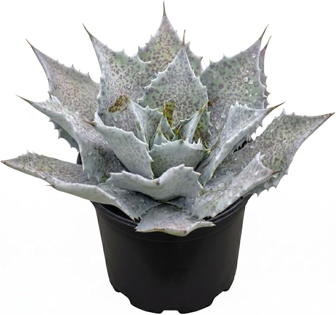 Mangave 'Sponge Paint', 1.5" Plug - Live Succulent Plant, Agave Like Rosette, Low Maintenance Indoor Outdoor Plant for Home Garden Decor, Beginner-Friendly Live Plants