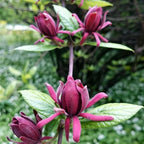 Sweet Shrub Live Plant, 12-18 Inch Tall in 4" Pot, Calycanthus Floridus Fragrant Flowering Shrub, Vigorous Growth Habit Plant