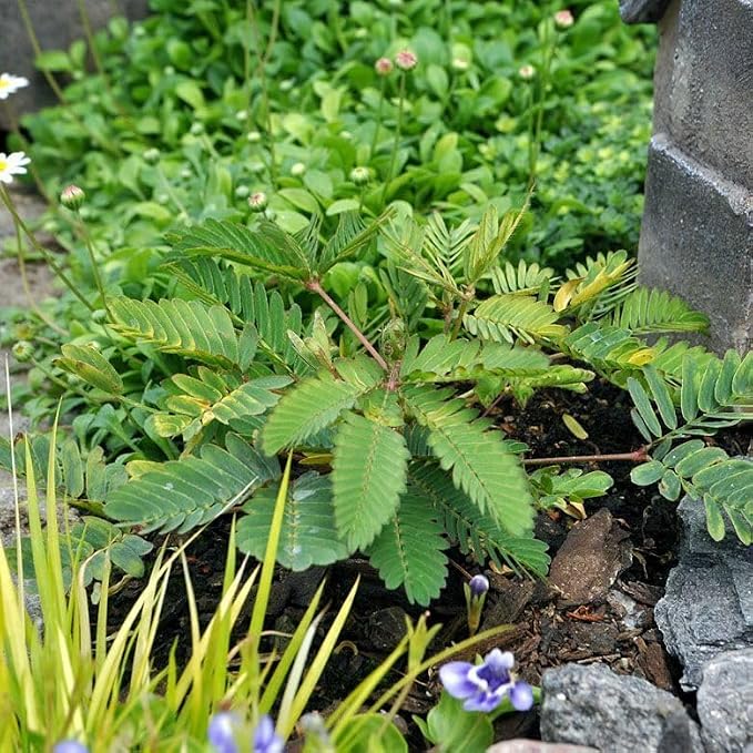 Mimosa pudica, Sensitive Plant, Touch-Me-Not, Bashful, Houseplant, Live Flowering Perennial with Foliage that Moves When Touched or Brushed, Cnt Sz: 3"