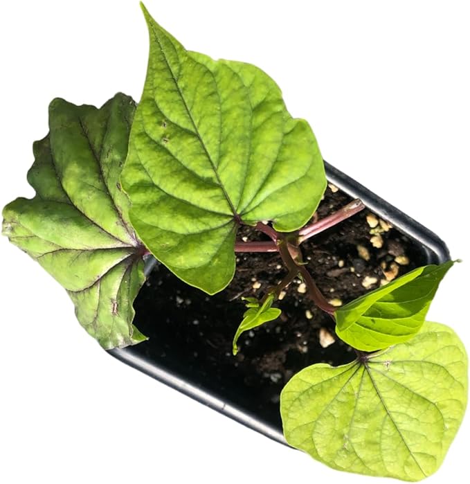 Smoke Camp Crafts Live Organic Moon Flower Plant (Ipomoea alba) in 2.5 inch Pot | Moonflower, Moonvine, Tropical White Morning Glory