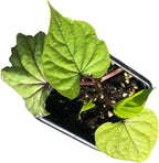 Smoke Camp Crafts Live Organic Moon Flower Plant (Ipomoea alba) in 2.5 inch Pot | Moonflower, Moonvine, Tropical White Morning Glory