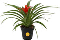 Costa Farms Live Bromeliad Indoor Plant, Red Guzmania Blooming Houseplant in Grow Pot, Tropical Tabletop Decor, Fresh From Farm, 12-Inches Tall