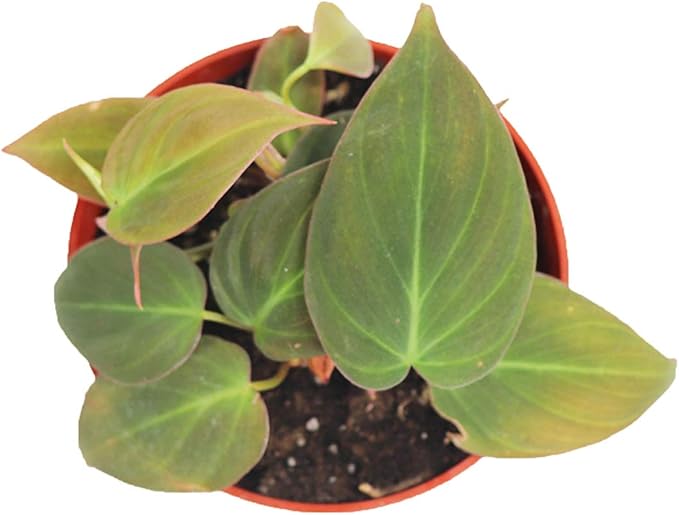Philodendron Micans 4" from California Tropicals