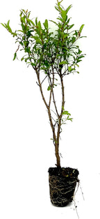 ragnaroc Live Fruit Trees – Punica Granatum Dwarf Pomegranate Plug 9-12” Tall - 1ct - Color When Flowering Red, Bonsai - Live Arrival Guaranteed - House Plants for Home Decor