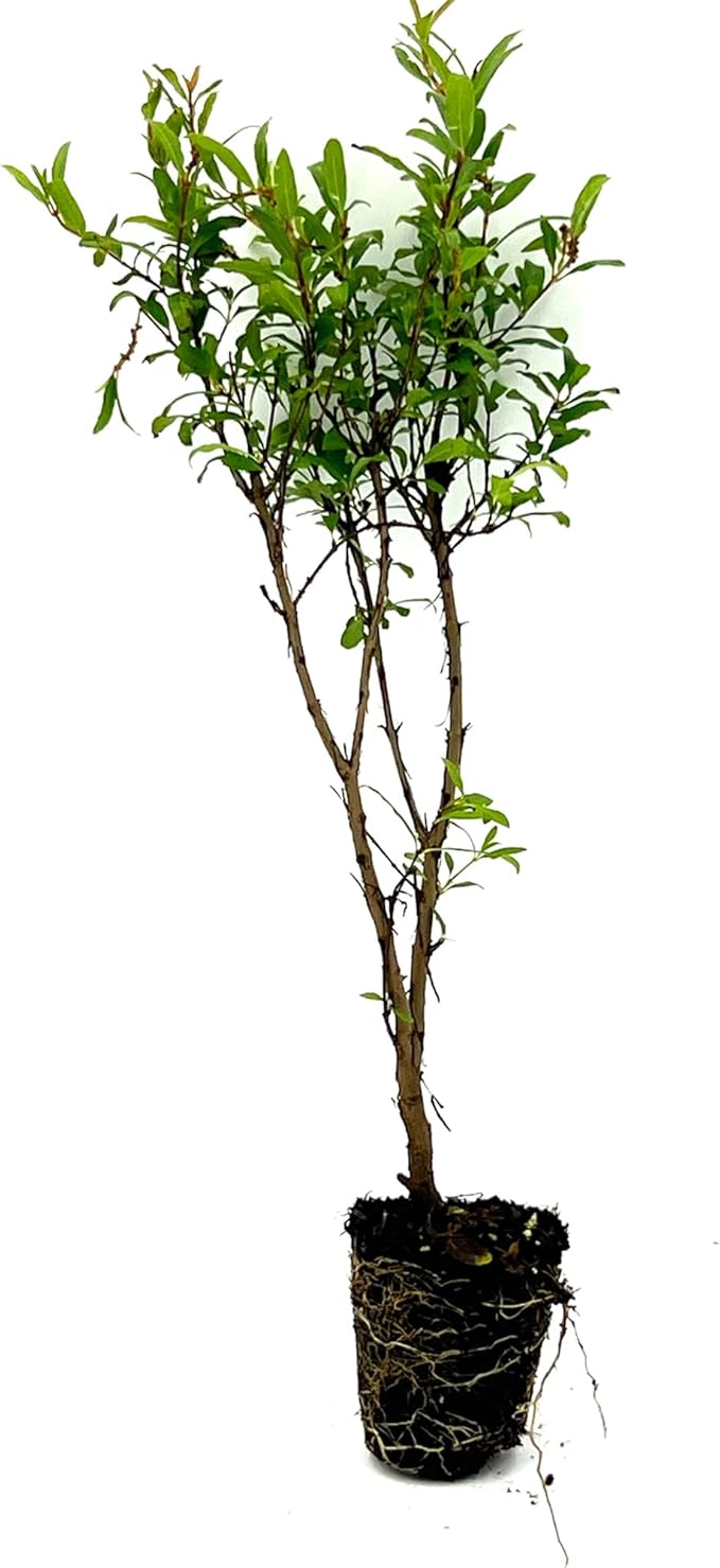 ragnaroc Live Fruit Trees – Punica Granatum Dwarf Pomegranate Plug 9-12” Tall - 1ct - Color When Flowering Red, Bonsai - Live Arrival Guaranteed - House Plants for Home Decor