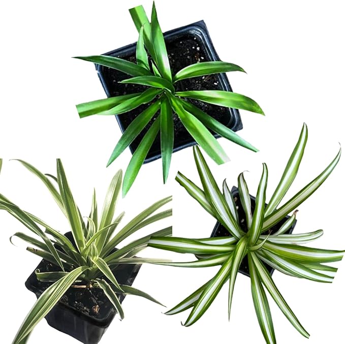 Smoke Camp Crafts Organic Spider Plant Collection - Vittatum, Shamrock and Reverse Variegated Spider Plants in 2.5-Inch Pots