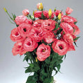 Eustoma Lisianthus Plant Live, Lisianthus Flowers Well Rooted Plug 2-3 Inch Height, Lisianthus Thornless Roses Seedling (Deep Apricot Lisianthus)