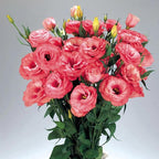 Eustoma Lisianthus Plant Live, Lisianthus Flowers Well Rooted Plug 2-3 Inch Height, Lisianthus Thornless Roses Seedling (Deep Apricot Lisianthus)