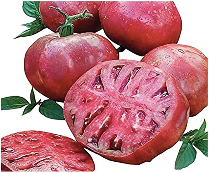 Cherokee Purple Heirloom Tomato Seeds - Large Tomato - One of the Most Delicious Tomatos for Home Growing