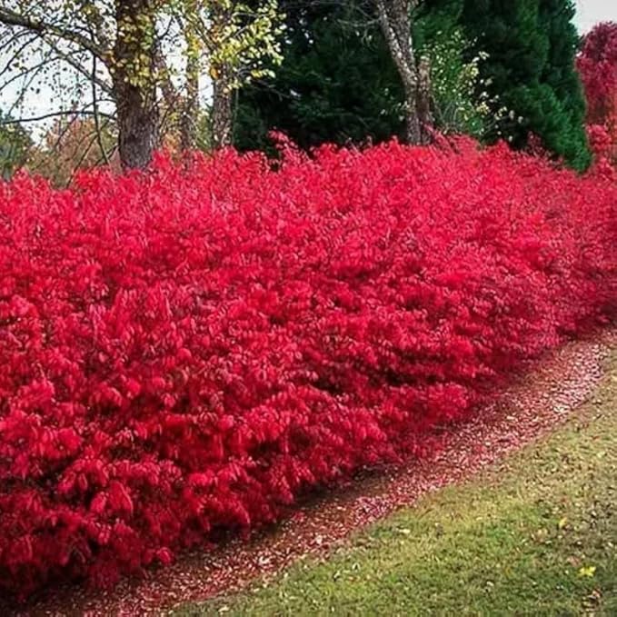 Dwarf Burning Bush Live Plant in 4" Pot, Hardy Landscape Plant for Borders and Garden Design, Red Shrub