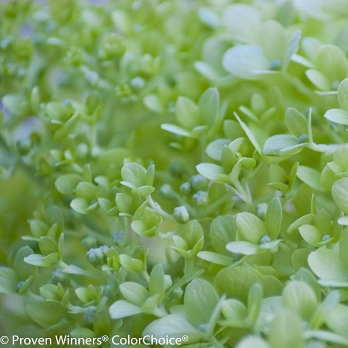 Brighter Blooms - Little Lime® Hydrangea Shrub, 1 Quart - No Shipping to AK, AZ, HI
