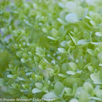 Brighter Blooms - Little Lime® Hydrangea Shrub, 1 Quart - No Shipping to AK, AZ, HI