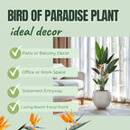 Bird of Paradise Plants - Live Tropical Ornamental Houseplant, 6-8" Indoor and Outdoor Planting, Zones 9-11 (Orange)