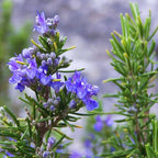 02 Rosemary Plants Live, 4 to 7 Inc Tall, Live Rosemary Plants Indoor Gardening Outdoor, Rosemary Live Plant