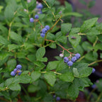 Blueberry Plant O'Neal Live for Sale (4 Pack) | Easy to Grow Plants | Edible Fruit Plant for Sustainable Living | Grow Your own Food on Your Edible Organic Garden| Live for Planting| No Seeds
