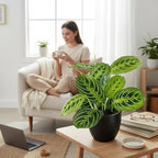 Live Plant, Lemon Lime Maranta Prayer Plant, Pet Friendly, Air Purifying Plant, Easy Care, Easy to Grow Live Indoor Plant, Houseplant, Rare Indoor Plant, Home Décor 4.7" Pot by Hopewind Plants Shop