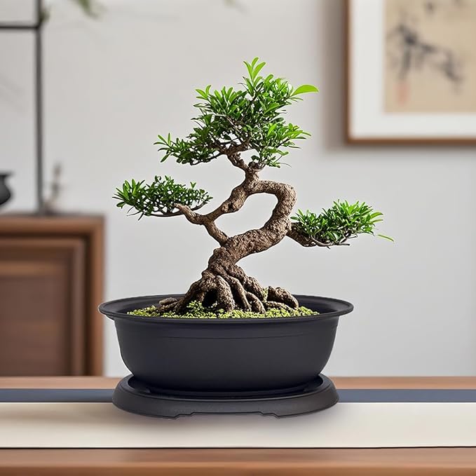 MUZHI 3 Pack Mixed Size Oval Bonsai Planter Pot with Drainage Tray, Matte Finish Ellipse Plastic Bonsai Succulent Growing Pot for Home Garden Plant Container 9.1” 7.2” 5.2”
