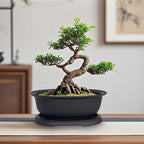 MUZHI 3 Pack Oval Bonsai Training Pot with Drainage Tray, Matte Finish Succulent Growing Pot for Home Garden Plant Outdoor Indoor Container (7.2" Medium)