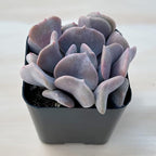 Sprout N Green Echeveria 'Cubic Frost', Live Succulent Fully Rooted in 2" Pot, House Plant for Indoor Outdoor Home Office Wedding Decoration Party Favor, Pets Friendly, Easy to Care
