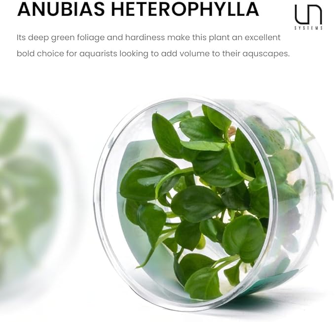 Ultum Nature Systems Anubias Heterophylla Tissue Culture Live Plant for Aquarium, Aquascape, Freshwater Fish Tanks - 100% Snail Free in Vitro