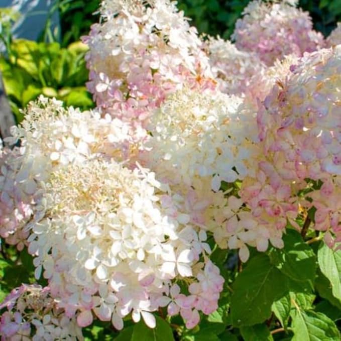 Hydrangea Live Plant, 6-12 Inch Tall, Hardy Flowering Shrub in 2.5" Pot, Outdoor Garden Hydrangea Bush (Pink White Hydrangea)