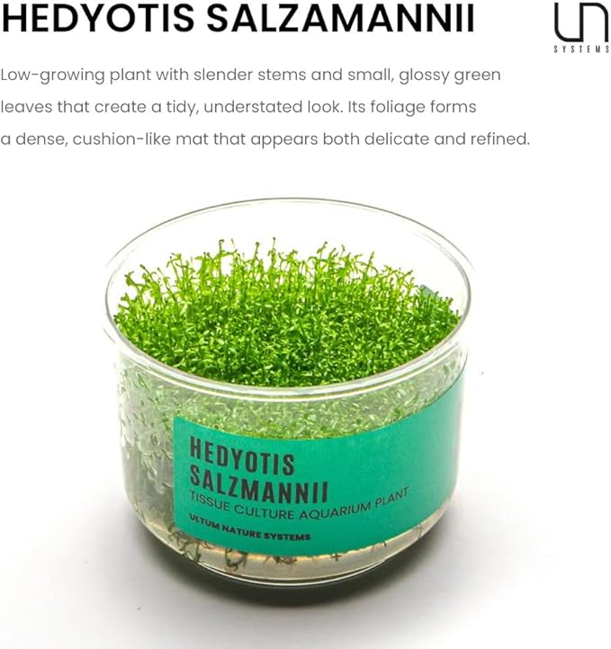 Ultum Nature Systems Hedyotis Salzmannii Tissue Culture Live Plant for Aquarium, Freshwater Fish Tank, Aquascaping - 100% Snail Free in Vitro