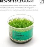 Ultum Nature Systems Hedyotis Salzmannii Tissue Culture Live Plant for Aquarium, Freshwater Fish Tank, Aquascaping - 100% Snail Free in Vitro
