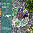 RIFNY Decorative Polished Rocks, 0.3" Gravel Rocks Crushed Crystal for Plant Flower Pots Succulents Cactus Bamboo Plant Vase Filler Aquarium Fish Tank Decorations and DIY Craft (1.5 LB, Green)
