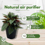 BubbleBlooms Peperomia Rosso in a 4 inch Pot Radiator Plant Caperata