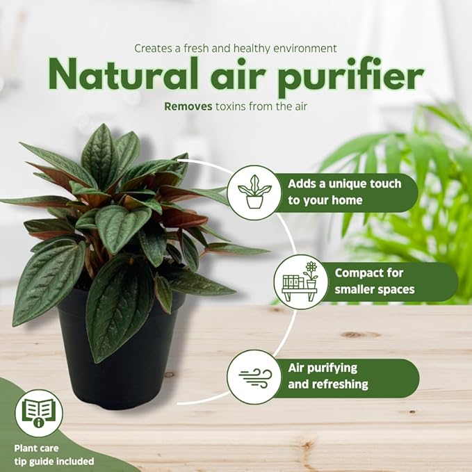 BubbleBlooms Peperomia Rosso in a 4 inch Pot Radiator Plant Caperata