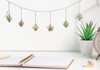 Small Air Plants Holders Black Hanging Airplants Hangers Iron Wire Airferns Display Frame Geometric Tillandsia Air Planter with Chains for Wall Mounted Himmeli Decor 6pcs(No Plants)