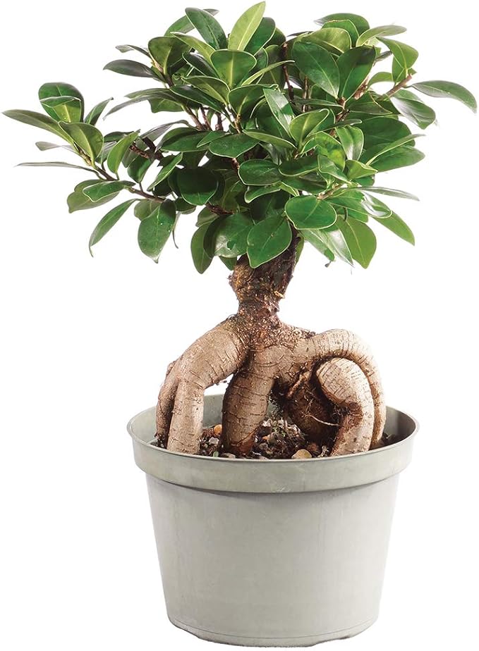 Brussel's Bonsai Live Gensing Grafted Ficus Indoor Bonsai Tree-6 Years Old 8" to 12" Tall with Plastic Grower Pot, Medium, Blank