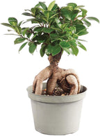 Brussel's Bonsai Live Gensing Grafted Ficus Indoor Bonsai Tree-6 Years Old 8" to 12" Tall with Plastic Grower Pot, Medium, Blank