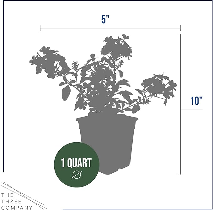 Live Hardy Plumbago 2-Pack – Blue Flowers – Sun Groundcover Perennial, Late Summer Color, 10” Tall, 1 Qt Pot