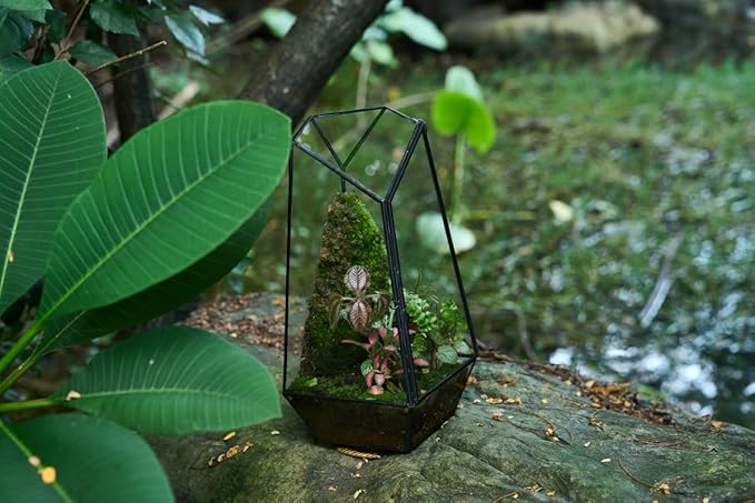 FISCRAT Tabletop Glass Terrarium -5"x5"x10.8" Black Metal Frame Indoor Plant Display Container with Openable Door, Low--Maintenance Succulent Ecosystem, Space Saving Art Decor (Plants Not Included)