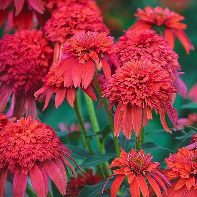 1000+ Mix Double Coneflower Seeds - Coneflower Seeds Echinacea Flower Perennial Bloom Flowers Rare Coneflower Plant Flower