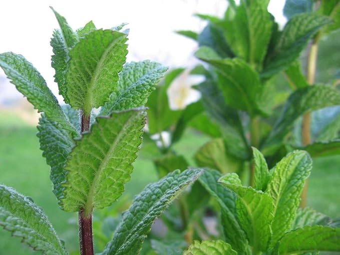 Peppermint Live Edible Aromatic Herb Plant, Pet Friendly, Part Shade, 2 Pack
