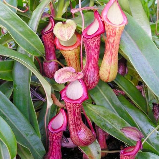150+ Nepenthes Seeds - Tropical Carnivorous Plants, Unique Pitcher Shapes for Balcony & Garden Decoration, Moisture -Tolerant Easy Care
