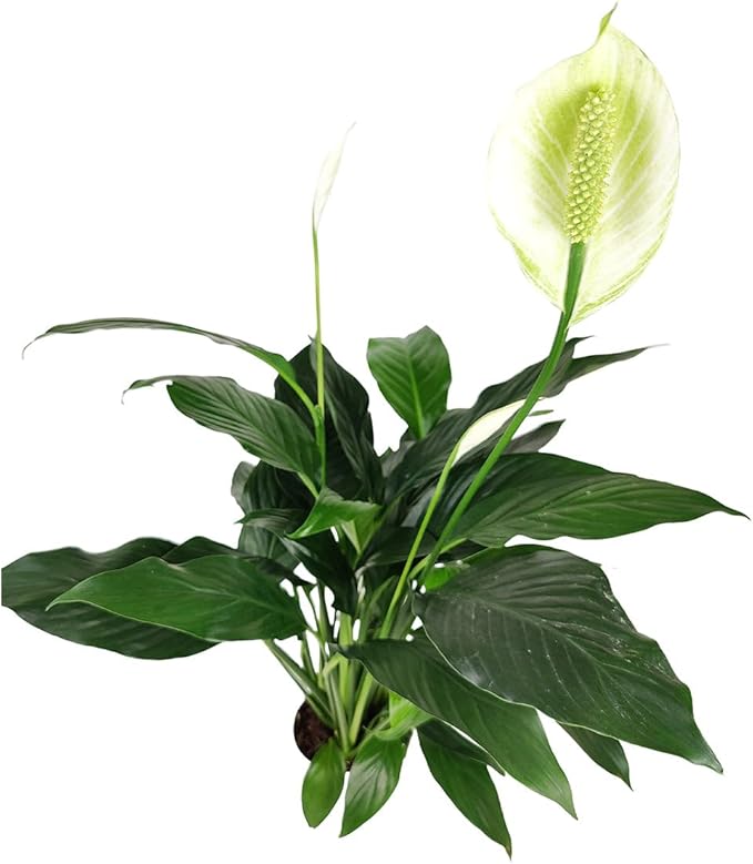 Spathiphyllum Green Peace Lily (6 inch) - Lucky Houseplants - 4/6 inch Unique Live Decorative Houseplants - Easy to Care Indoor Plants, Perfect for Office, Home & Feng Shui Decor