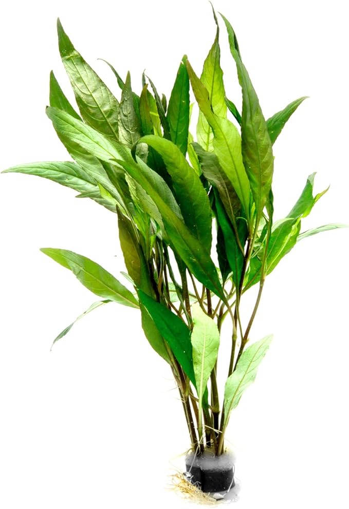 SubstrateSource Live Aquarium Stem Plants - Freshwater Aquatic Plant for Fish Tanks, Aquascaping - (Ludwigia Inclinata, 1 Bunch)