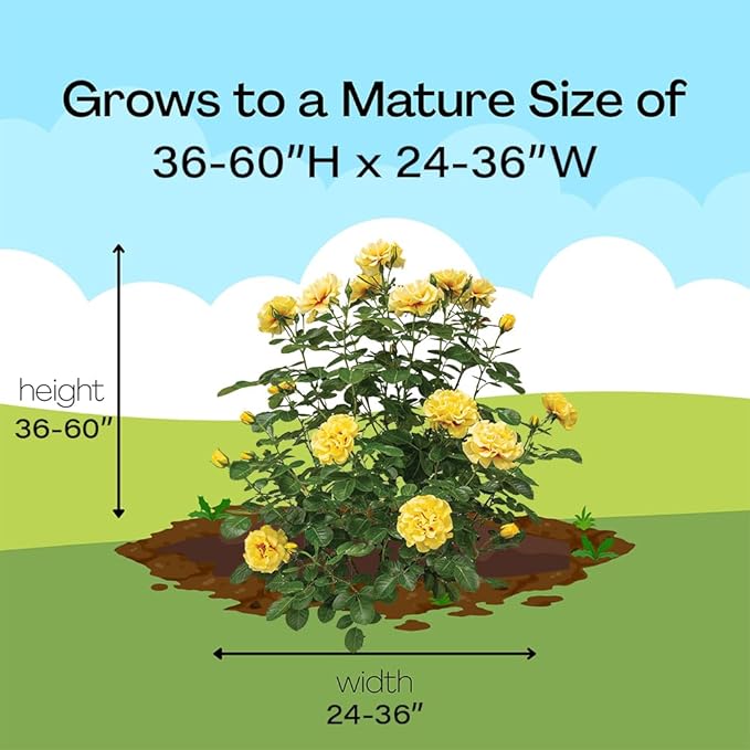 Proven Winners 2 Gal. Rise Up Ringo Climbing Rose Shrub