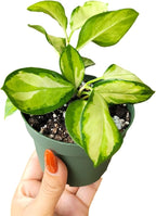 Hoya Australis 'Lisa' - Live Variegated Wax Plant | Easy Care, Fast Growing Houseplant | Perfect for Indoor Decor | CA Seller (Multiple Plants, 6" Pot)