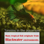 Premium Indian Almond Leave. Aquarium Decorations Size 6-9" Pack 50g(20-25 Leaves). Catappa Leaves Rich in Tannin. Superb to be Health Better, Vitality, Succesful Breeding! of Shrimp & Betta Fish Tank