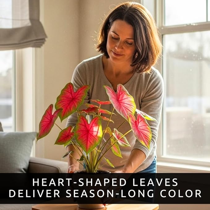 Caladium Buck (6 Bulbs) - Elegance for Shady Gardens - Perennial Hosta, Elephant Ears
