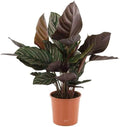 Calathea Ornata Pinstripe 6" Pot Cover – Pet-Friendly Tropical Houseplant with Pink-Striped Leaves for Low Light Homes, Offices & Indoor Décor