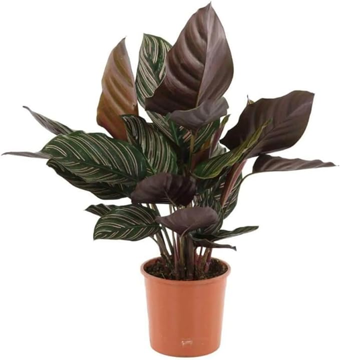 Calathea Ornata Pinstripe 6" Pot Cover – Pet-Friendly Tropical Houseplant with Pink-Striped Leaves for Low Light Homes, Offices & Indoor Décor