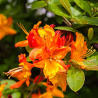 Azalea Live Plant, Live Azalea Plants, Flowering Shrub with Vibrant Red Blooms, 4-7 Inches Tall in 4 Inch Pot (Orange)