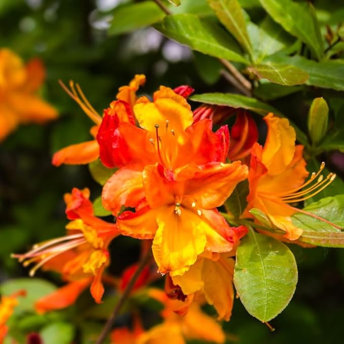 Azalea Live Plant, Live Azalea Plants, Flowering Shrub with Vibrant Red Blooms, 4-7 Inches Tall in 4 Inch Pot (Orange)